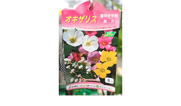 Amazon 秋植え球根 オキザリス ミックス８球入り 2袋セット 送料込 球根