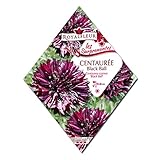 [春・秋まき　花タネ][フランス花の種]ヤグルマギク ブラックボール * ノーブランド品