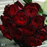 国華園　バラ苗 ブラックバッカラPVP 1株【※発送が国華園からの場合のみ正規品です】