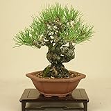 いよじ園　赤松 小品盆栽 【松柏盆栽】