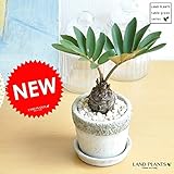 LAND PLANTS ザミア 石模様セメントポット