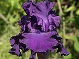 国華園　ジャーマンアイリス　ダスキーチャレンジャー　1株【※発送が国華園からの場合のみ正規品です】