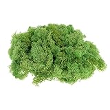 SunniMix 自然 ノルウェー トナカイモス 乾燥花 花 装飾 クリスマス 装飾 造花 手配 多色選べる - ライトグリーン