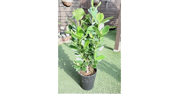 Amazon Co Jp 観葉植物 クルシア ロゼア プリンセス 7号サイズプラ鉢植え ホーム キッチン