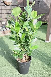 Amazon Co Jp 観葉植物 クルシア ロゼア プリンセス 7号サイズプラ鉢植え ホーム キッチン