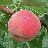 桃 苗木 なつおとめ(PVP) 12cmポット苗 もも 苗 モモ