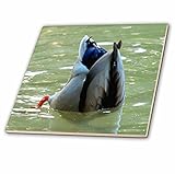 3drose CT _ 46664 _ 1 Bottoms Up動物、鳥、Bottoms Up、Dabble、Dabbling、Dabbling Ducks , Duckセラミックタイル、4インチ
