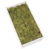 大地農園 プリザーブドフラワー  アイスランドモス大箱 (500g入り) モスグリーン DO061073-760