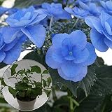 あじさい苗　【ケーシィ苗木】　5号鉢　あじさい　アジサイ　紫陽花　花鉢植え　花