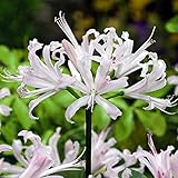 国華園　夏植え球根 ネリネ (ダイヤモンドリリー) 白花 3球【※発送が国華園からの場合のみ正規品です】