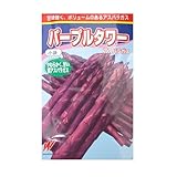 パープルタワーアスパラガス 500粒 渡辺農事のアスパラガス品種です。