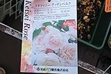 【花苗】【バラ苗大苗(剪定済)】　ステファニーグッテンベルク　【期間限定】