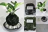 【 翔美苑 】 苔玉 キット ポトス の ヤマゴケ の コケ玉 ( 山苔 苗 用土 器(155mm)　敷石 テグス テグス止め ビニール手袋 付き ) このキットで苔玉が作れる (器　155mm)