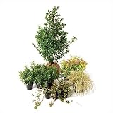 オンリーワン　メインガーデン　植栽セット　ブリーゼ　ブループリンセス　やさしい景色　UN6-SET14