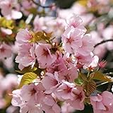 桜 苗木 紅山桜 12cmポット苗 さくら 苗 サクラ