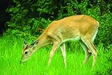Great Lakes/New England Big Game Food Plot Pasture Blend (0.5 ACRE)