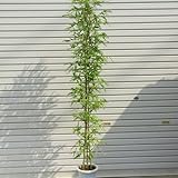 庭木：ホテイチク（布袋竹）　（ポット植え）　樹高：約120ｃｍ　全高140ｃｍ