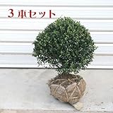 庭木:キンメツゲ(玉作り)3本セット* 約30-40cm