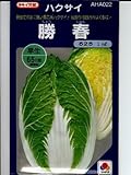 ハクサイ　　勝春　タキイ交配タキイのハクサイ種です　　（グリーンデポ）