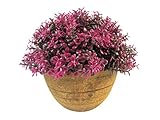 Nattol Mini Artificial Burbundy Topiary in Pot for Home Decor [並行輸入品]