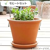 ハーブ 栽培 セット （ アップルミント ＆ スペアミント ） / テラコッタ 鉢 プランター/鉢受皿 付 【 モヒート 用】