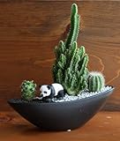 サボテン/カクタス寄植えサファリ（子供パンダ）容器カラーブラック