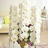 金箔蘭　3本立大輪胡蝶蘭（33輪以上）　＜開業祝い　開店祝い　開院祝い　リニューアルオープン祝いに＞