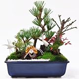 盆栽妙 松竹梅の寄せ植え 7号サイズ お正月飾り 全体の樹高20cm