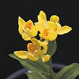 【山野草】キンラン