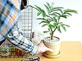 LAND PLANTS 【観葉植物】 エバーフレッシュ （やさしい色合いの陶器）