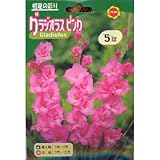 春植え球根 グラジオラス ピンク (130043)