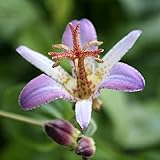 【山野草】ホトトギス「虹」 3号(9cm) ポット