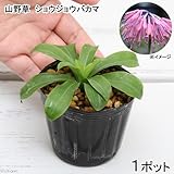 (山野草)ショウジョウバカマ(猩々袴) 3号(1ポット) 本州・四国限定[生体]