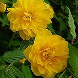 ヤエヤマブキ 樹高0.4m前後 15cmポット 八重山吹 八重ヤマブキ やまぶき 苗木 植木 苗 庭木 生け垣