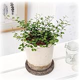 観葉植物 「ワイヤープランツ」 インテリアグリーン 日比谷花壇
