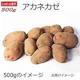 じゃがいも 種芋 アカネカゼ あかね風 500g ジャガイモ