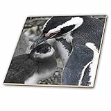 3dRose ct_10525_4 Half a Million Magellanic Penguins Arrive at the Patagonia Coasts in the Chubut Pr