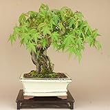 いよじ園 【】 山モミジ 石付 貴風盆栽 （いよじ園）