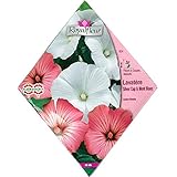 [花タネ]ラバテラ シルバーカップ ピンクとモンブラン 1袋 ノーブランド品