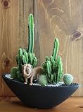 サボテン/カクタス寄植えサファリ（ライオン）器カラー：ブラック