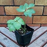 宿根草健康野菜アシタバ（明日葉・あしたば）２株セット