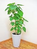 ギフトにおすすめ♪【送料無料】人気の陶器鉢仕立ての素敵なフィカス・ウンベラータ／120cm前後（8号）