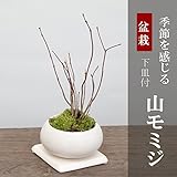山紅葉(ヤマモミジ)の盆栽(白陶器鉢)・下皿セット】