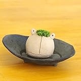 苔盆栽 モスモス モスカエル（白・ベージュ系）・ 受け皿（黒・グレー系）セット
