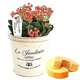 敬老の日 プレゼント ミニ鉢植え バウムクーヘンセット 花鉢 (カランコエ・赤)