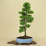 津山桧/ツヤマヒノキ 中品盆栽 （松柏盆栽）（いよじ園 伊予路園）