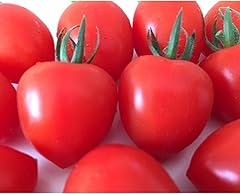 秋田県産ミニトマト「恋ベリー」 500g(250g×2) ギフトBOX 高糖度 とまと 野菜 新鮮 甘い