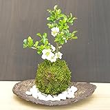 年に数回可憐な花が楽しめます【白長寿梅（しろちょうじゅばい）の苔玉・くらま岩器・敷石セット】 (白石)