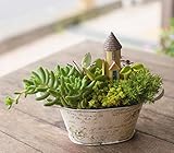 多肉植物 寄せ植え カーシヴポット Lサイズ