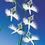 国華園　ラン苗　サギソウ　青葉　10球【※発送が国華園からの場合のみ正規品です】